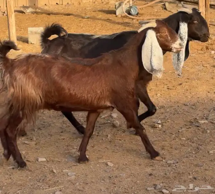 جفار ومعزا مصريات هجين شامي بفحولها مراح 18