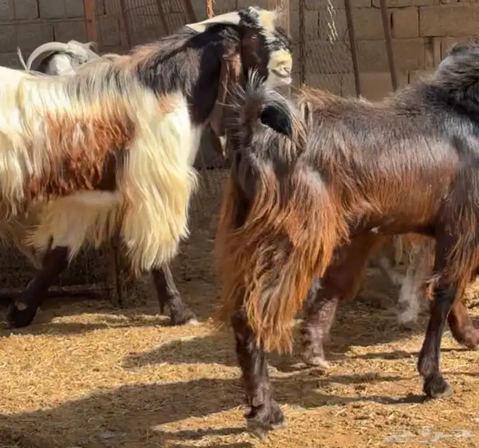 جفار ومعزا مصريات هجين شامي بفحولها مراح 3