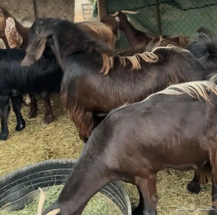 جفار ومعزا مصريات هجين شامي بفحولها مراح 0