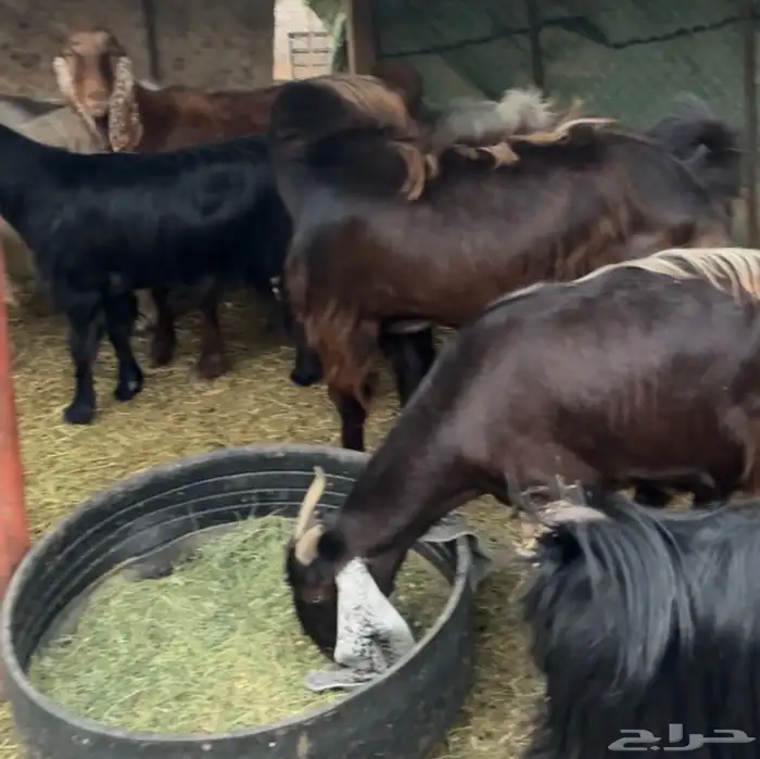 جفار ومعزا مصريات هجين شامي بفحولها مراح 27