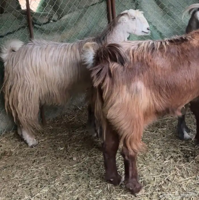 جفار ومعزا مصريات هجين شامي بفحولها مراح 25