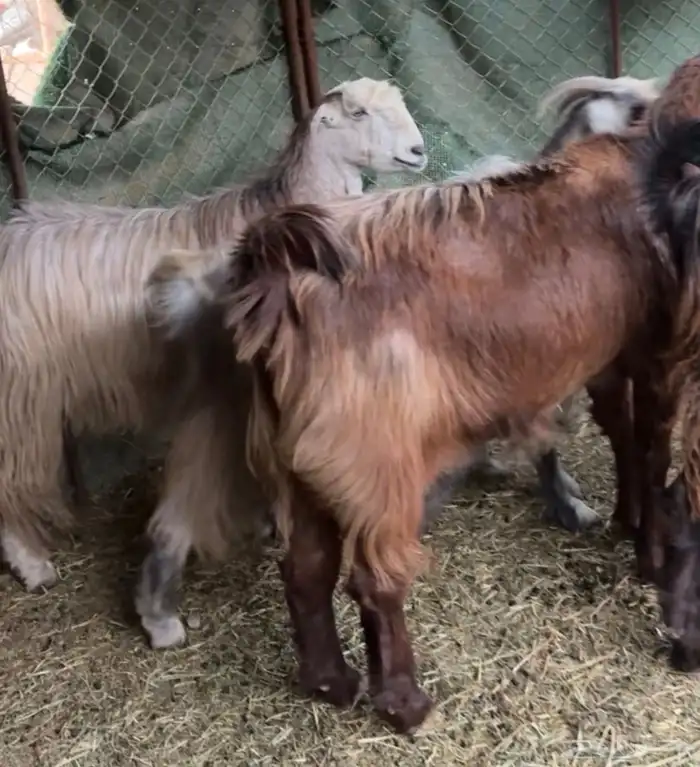 جفار ومعزا مصريات هجين شامي بفحولها مراح 29