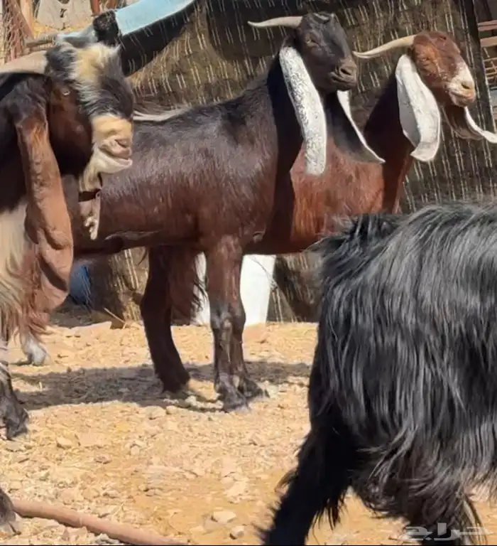 جفار ومعزا مصريات هجين شامي بفحولها مراح 30