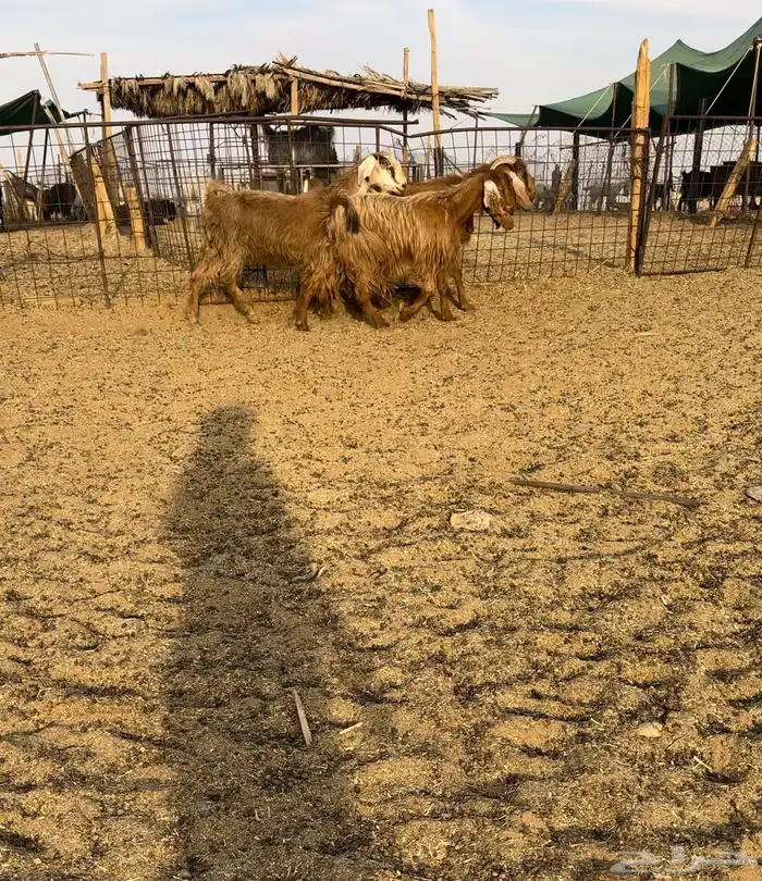 ماعز مصريات 0