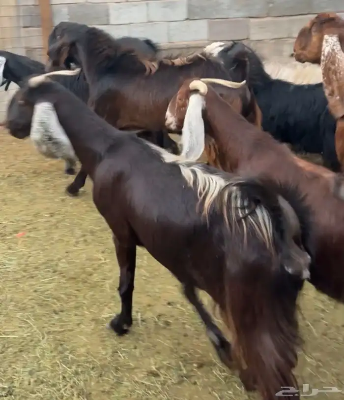 جفار ومعزا مصريات هجين شامي بفحولها مراح 19