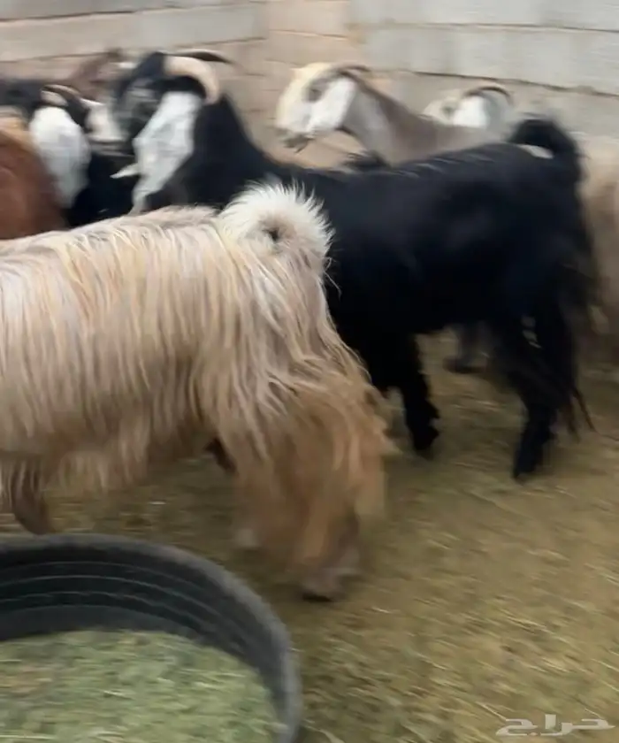 جفار ومعزا مصريات هجين شامي بفحولها مراح 31