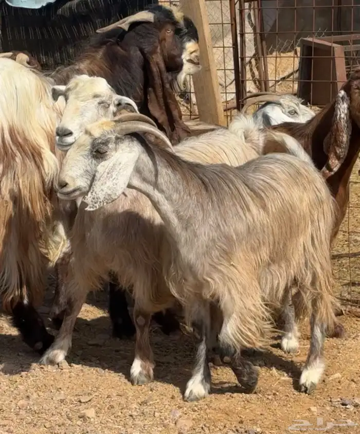 جفار ومعزا مصريات هجين شامي بفحولها مراح 37