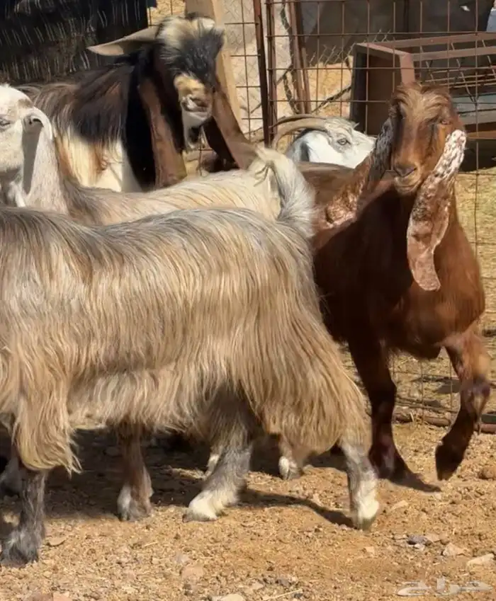 جفار ومعزا مصريات هجين شامي بفحولها مراح 36