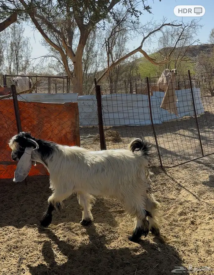 البيع تيس فحل عارضي صنف رقم الجوال 0