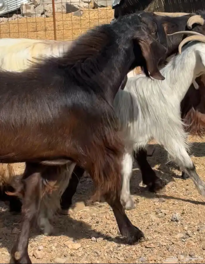 جفار ومعزا مصريات هجين شامي بفحولها مراح 38