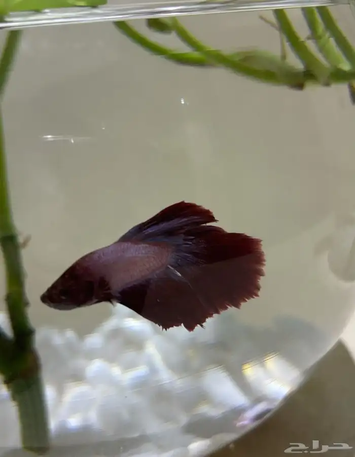 سمك فايتر للبيع مع فازه 1