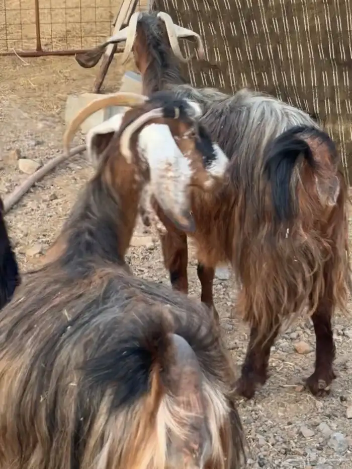 جفار ومعزا مصريات هجين شامي بفحولها مراح 20