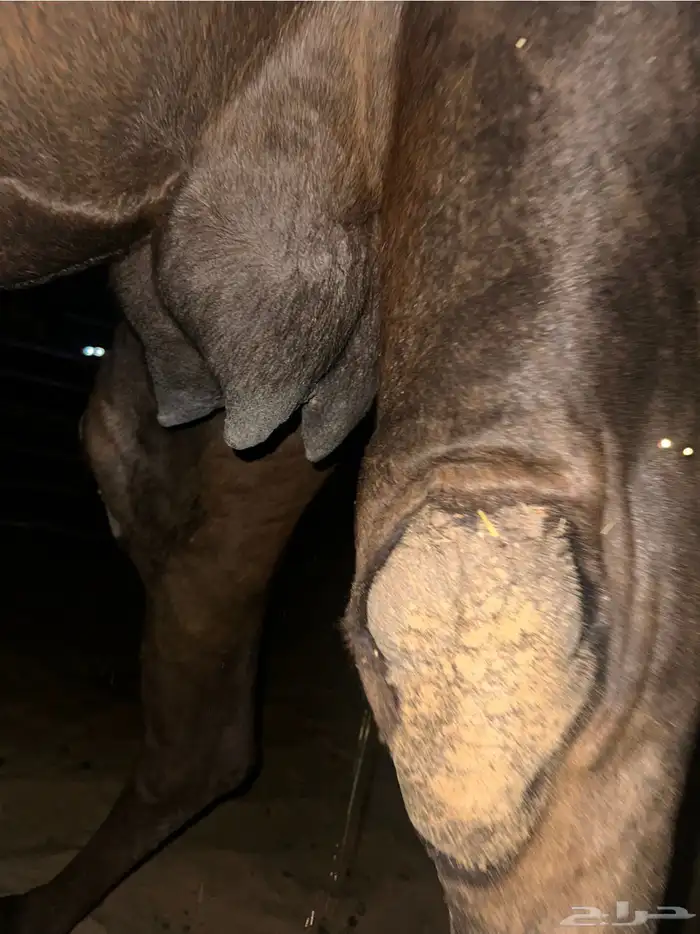 للبيع ثنو لقحه طيبه 1