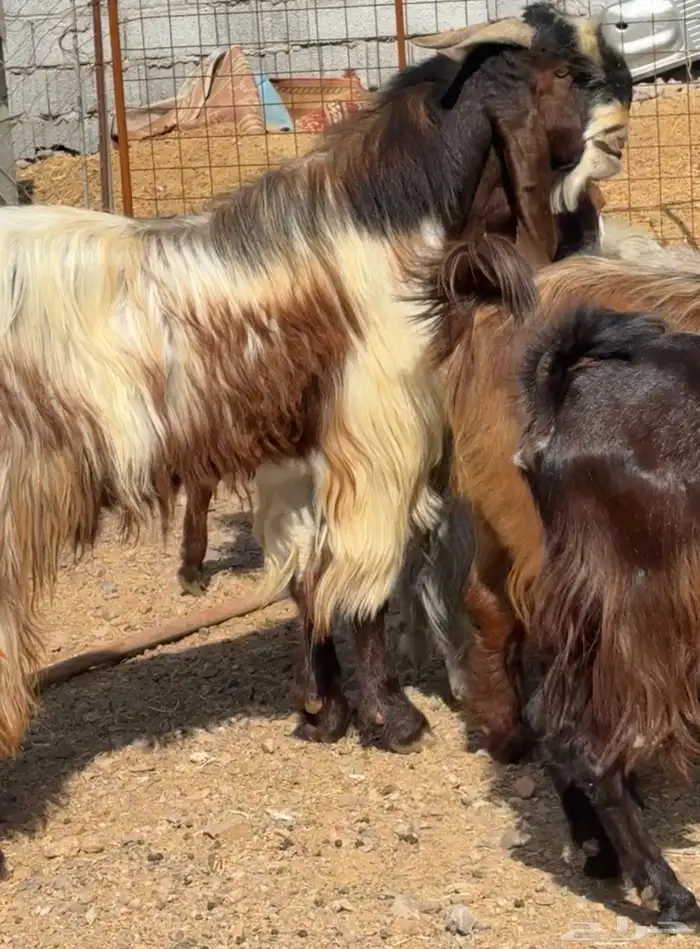 جفار ومعزا مصريات هجين شامي بفحولها مراح 40