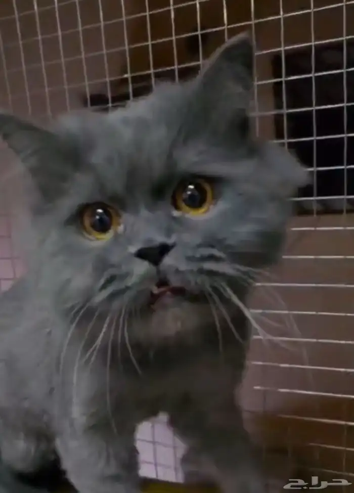 ذي قطوتي تحتاج مساعده عمليتها ب 600 ساعدوني لو بعشره ريال 0