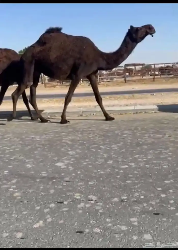 للبيع ثنو لقحه طيبه 0