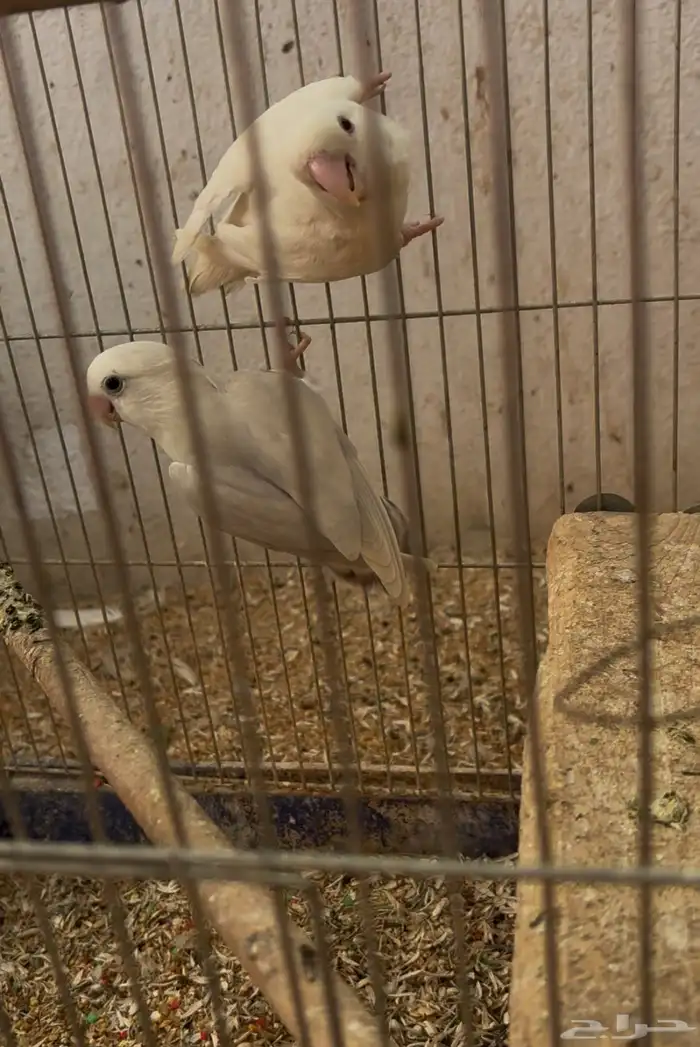 زوج روز منتج للبيع 1