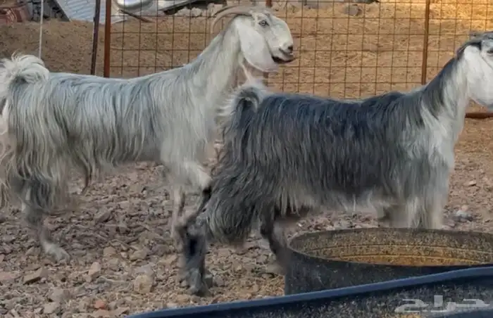 جفار ومعزا مصريات هجين شامي بفحولها مراح 44