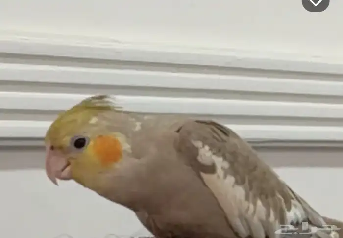 طائر طير كروان مفقود في حي المنار والفيصلية وهدية لمن يجدة 0