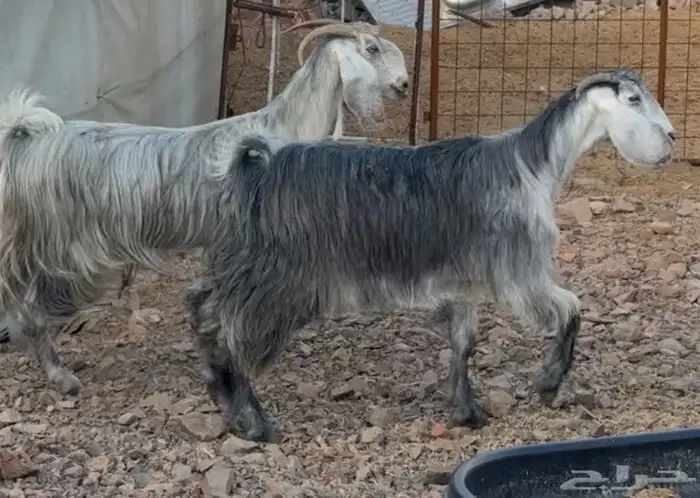 جفار ومعزا مصريات هجين شامي بفحولها مراح 14