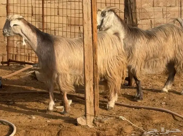 جفار ومعزا مصريات هجين شامي بفحولها مراح 8