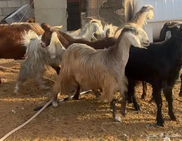 جفار ومعزا مصريات هجين شامي بفحولها مراح 10