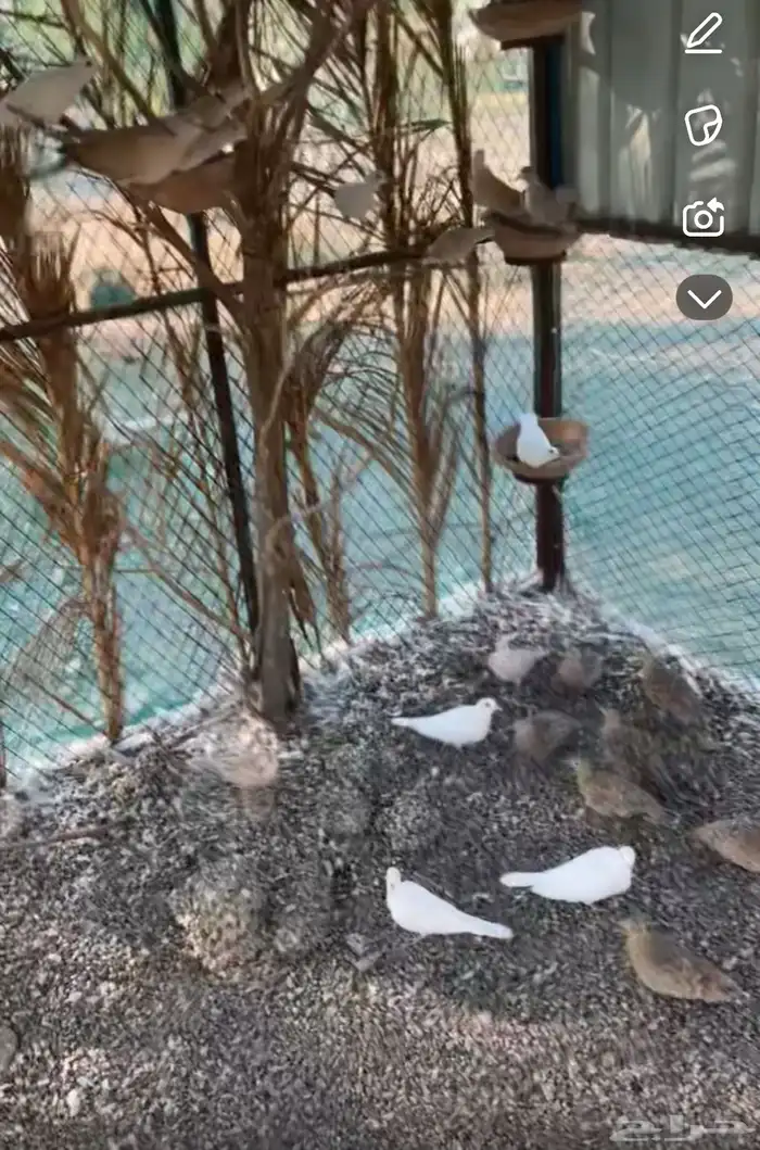 غطاط وقمري هولندي منتج 0