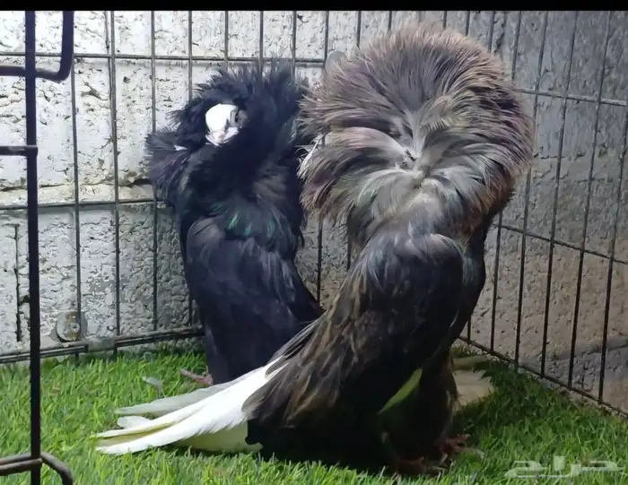 حمام زينه جاكوبين نجفي 0