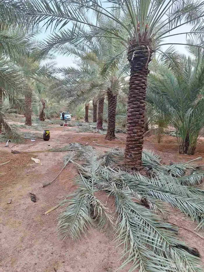 نخيل عربي واشنطني زينه ثمره جميع المملكه وصل مزروع 0
