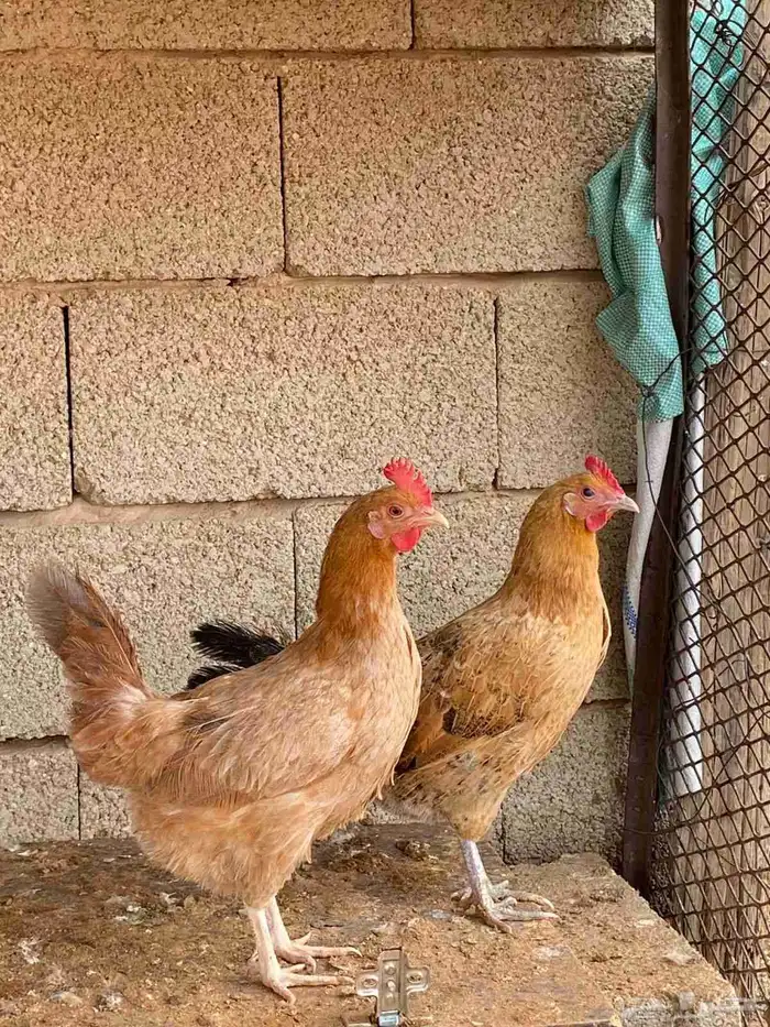 دجاج بلدي بياض 1