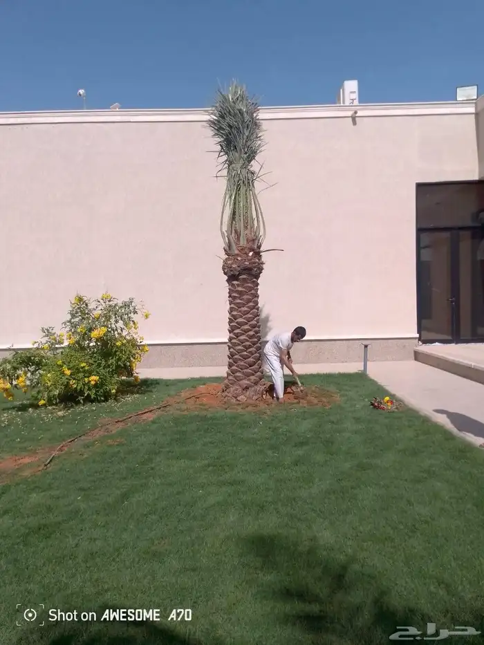 ابوالزام تريد النخيل العربي والواشنطن اتواصل 0