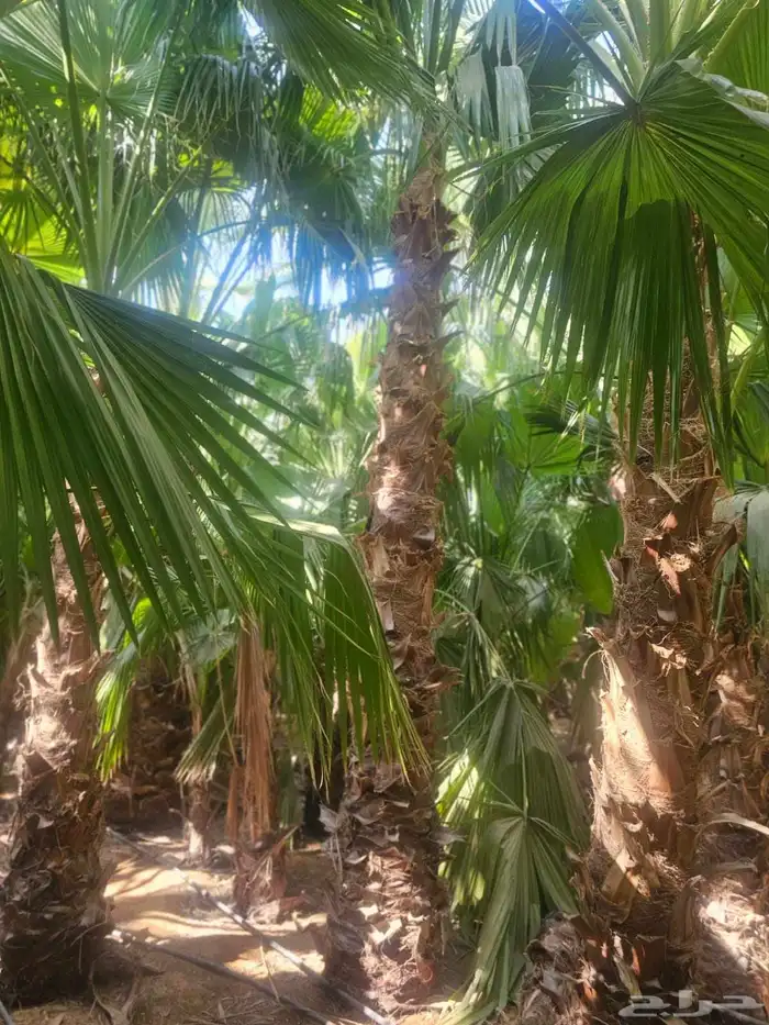 غرس وتوريد جميع انواع النخيل با أنواعه لتوصل 9