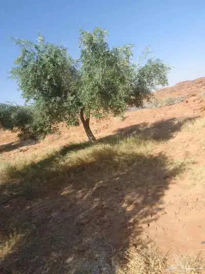 زيتون مثمر نيبالي مثمر مفطن وارض نييالي محسن index