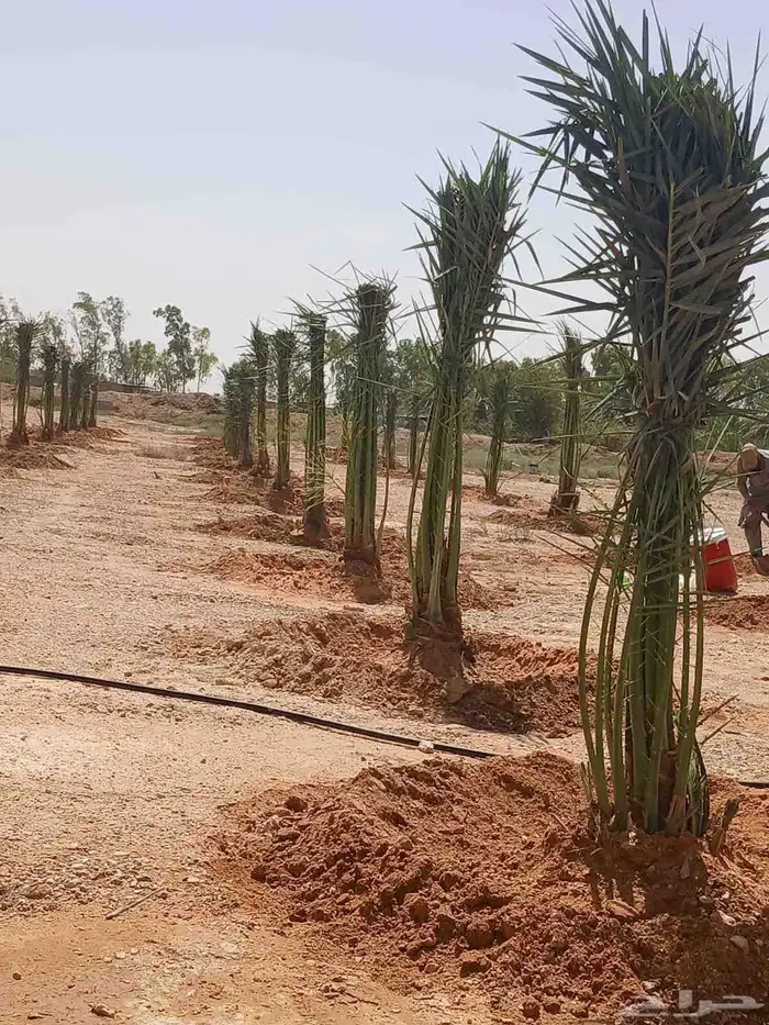 نخل مثمر نخيل نقايل للبيع واشنطني اخلاص سكري برحي صقعي شيشي 5