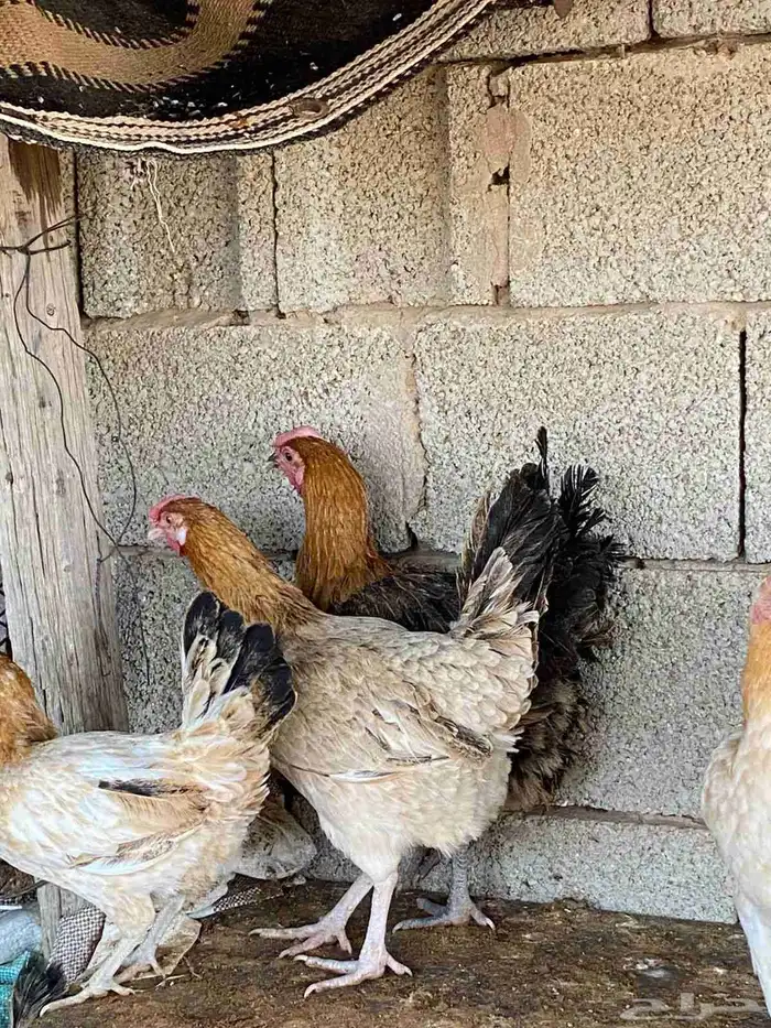 دجاج بلدي بياض 6