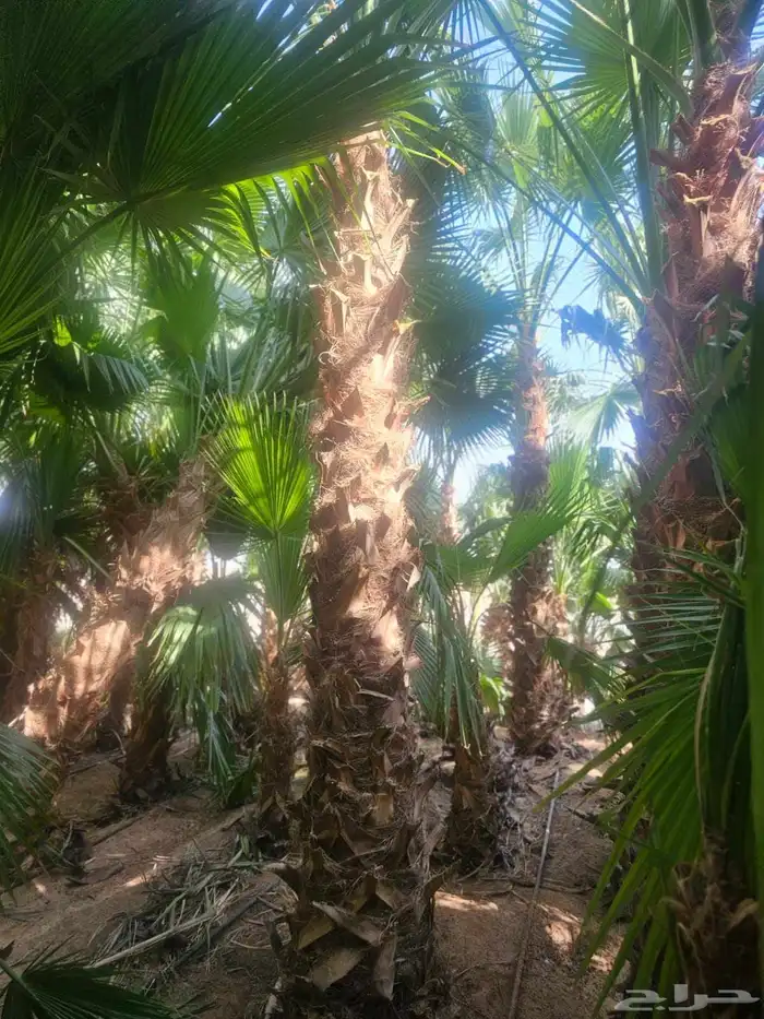 غرس وتوريد جميع انواع النخيل با أنواعه لتوصل 8