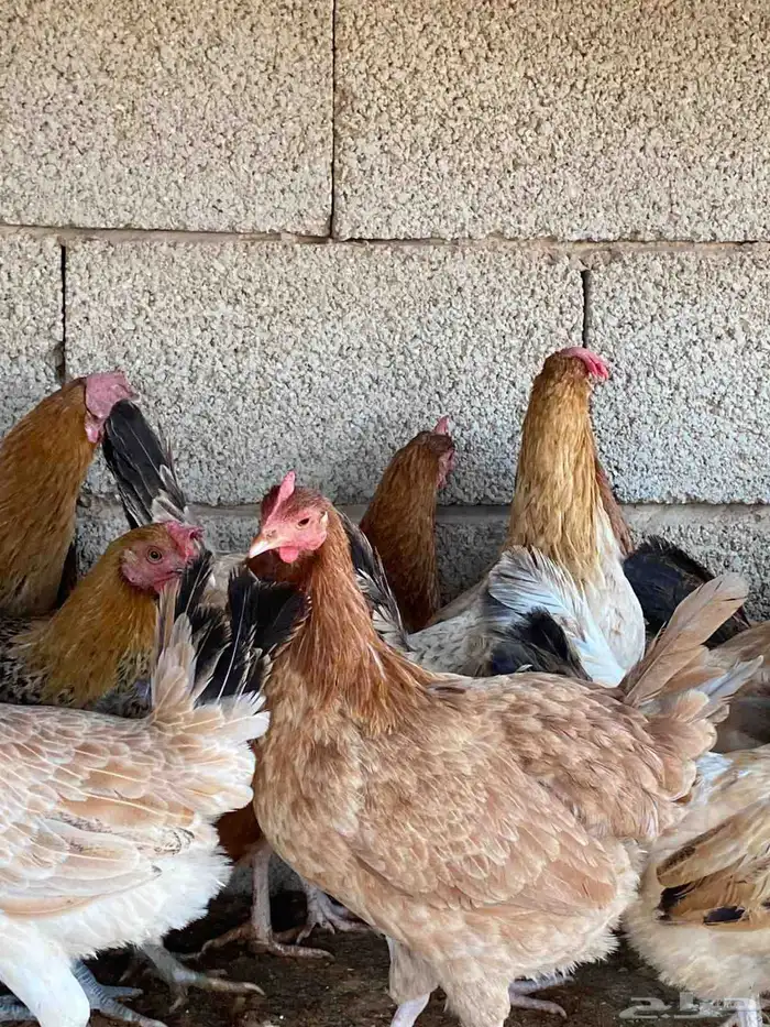 دجاج بلدي بياض 8