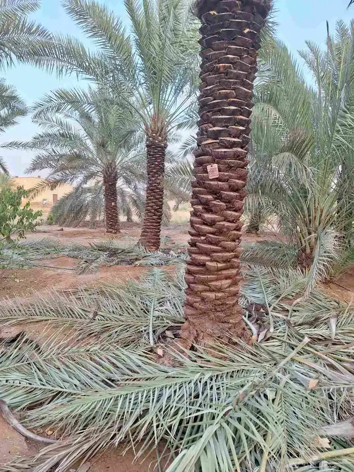 نخيل عربي واشنطني زينه ثمره جميع المملكه وصل مزروع 2