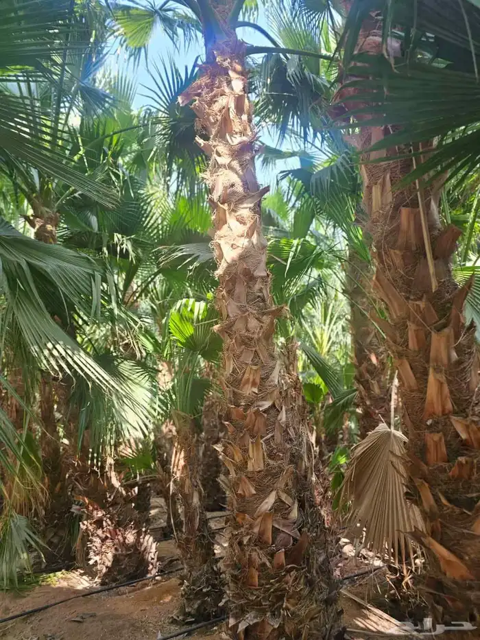 غرس وتوريد جميع انواع النخيل با أنواعه لتوصل 6