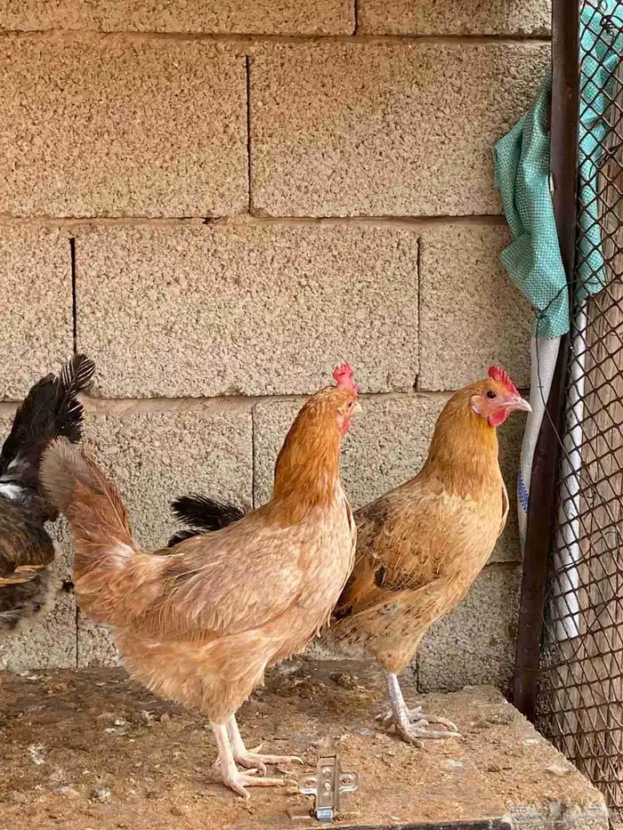 دجاج بلدي بياض 0