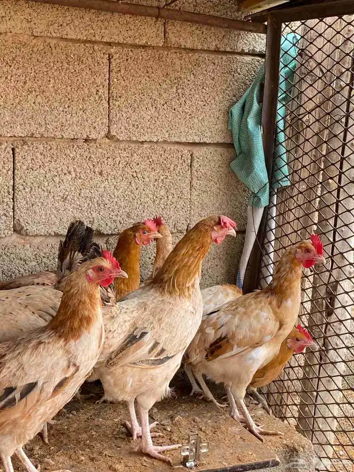 دجاج بلدي بياض 9