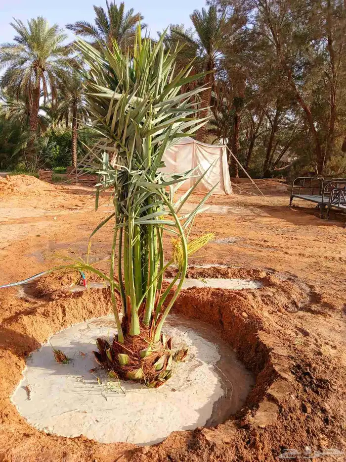 نخل مثمر نخيل نقايل للبيع واشنطني اخلاص سكري برحي صقعي شيشي 8