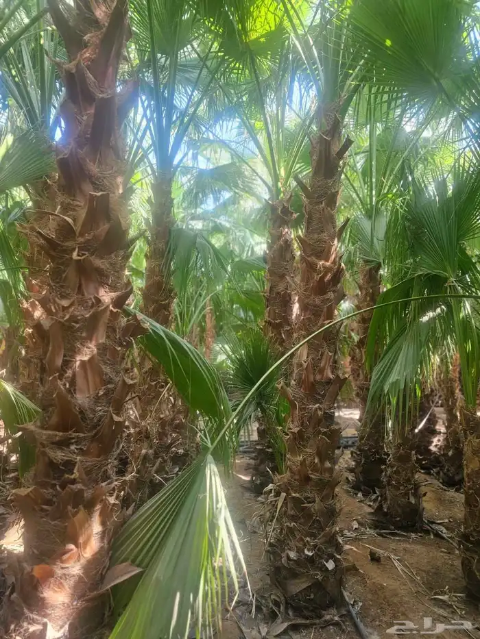 غرس وتوريد جميع انواع النخيل با أنواعه لتوصل 2