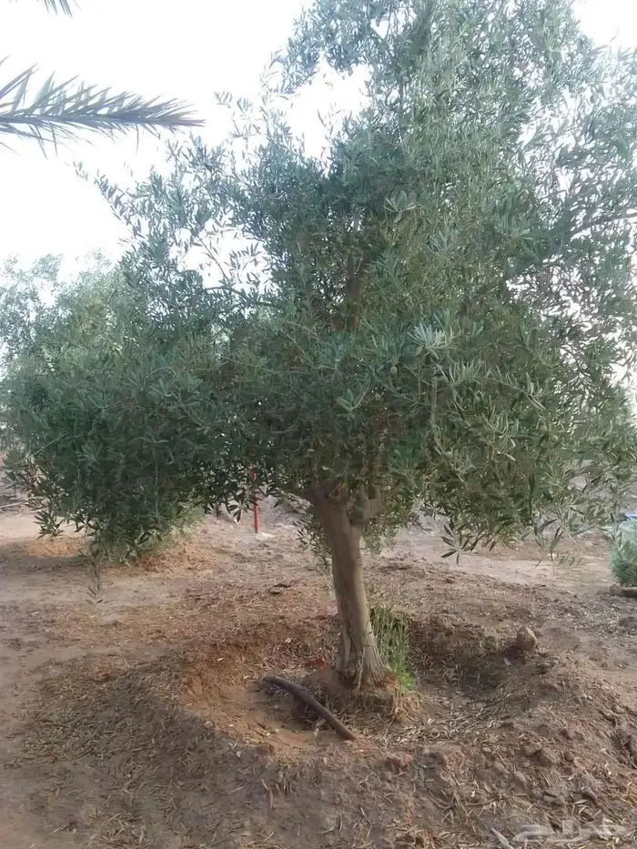 زيتون مثمر نيبالي مثمر مفطن وارض نييالي محسن 5
