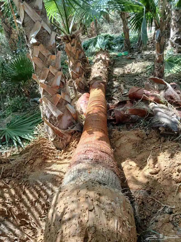 نخل واشنطني امريكي زينه للبيع 1