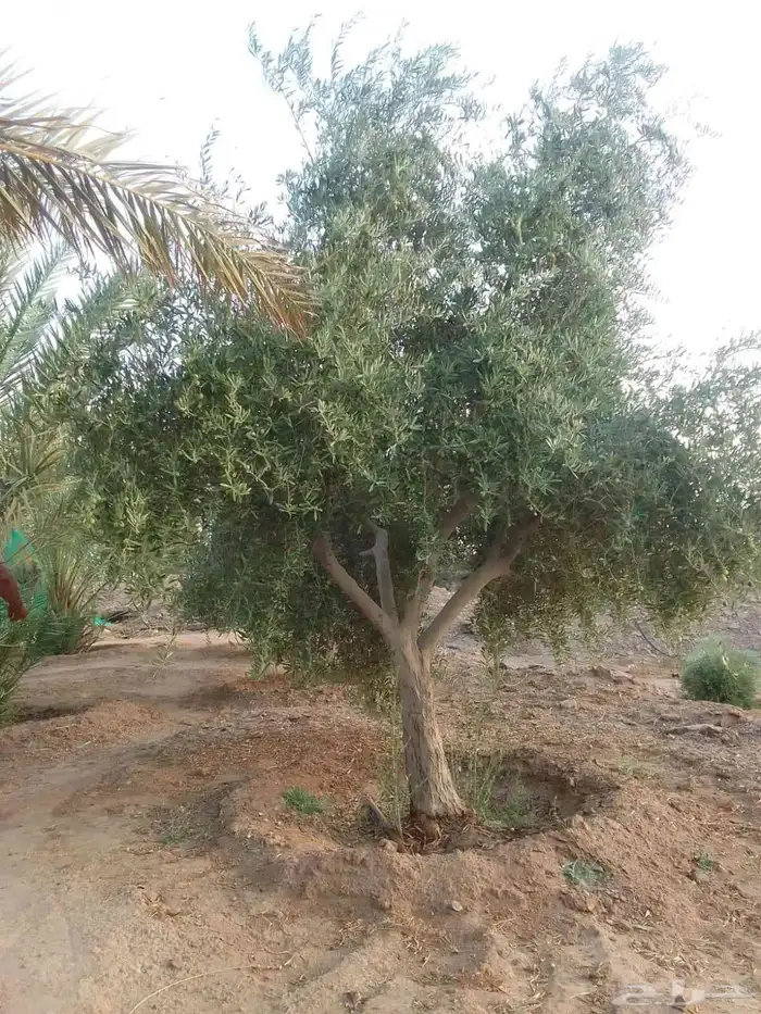زيتون مثمر نيبالي مثمر مفطن وارض نييالي محسن 0