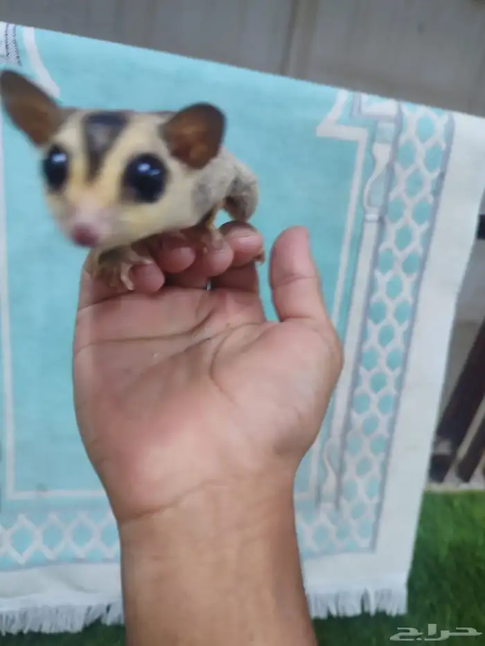 ذكر سنجاب شوقر قلايدر أليف 3