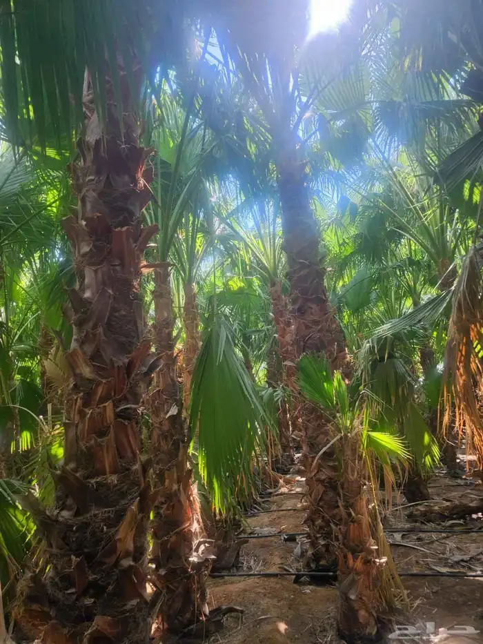 غرس وتوريد جميع انواع النخيل با أنواعه لتوصل 5