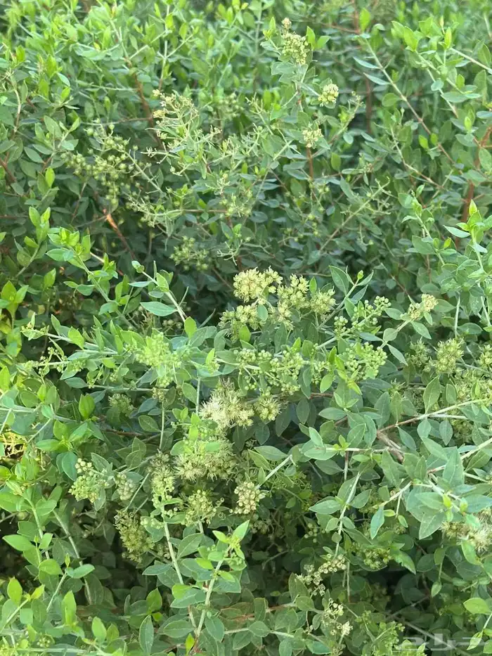 سدر وحناء ومشاط جملة وتجزئة توصيل جميع مناطق المملكة 0