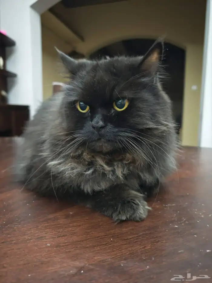 القط للتبني 0